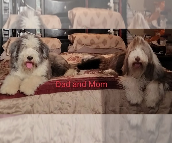 Medium Photo #1 Bearded Collie Puppy For Sale in NASHVILLE, IN, USA