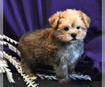 Small Photo #4 Morkie Puppy For Sale in ROCK VALLEY, IA, USA