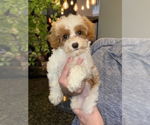 Cavapoo Puppy for sale in INDIANAPOLIS, IN, USA