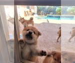Small Photo #12 Shiba Inu Puppy For Sale in WELLINGTON, FL, USA