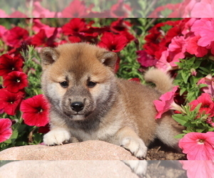 Shiba Inu Puppy for sale in SHILOH, OH, USA