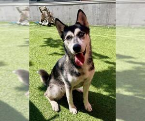 Medium Siberian Husky