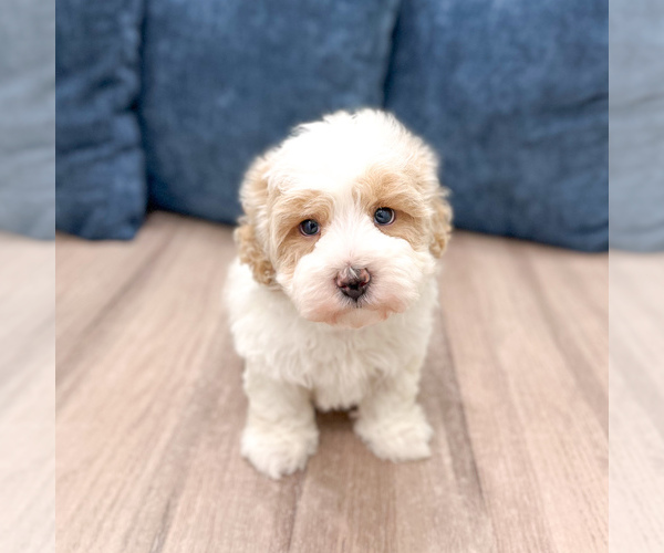 Medium Photo #2 Havapoo Puppy For Sale in DUNDEE, OH, USA