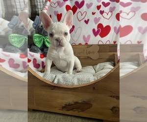 French Bulldog Puppy for sale in CHICAGO, IL, USA