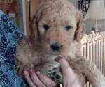 Small Photo #2 Goldendoodle Puppy For Sale in TURIN, NY, USA