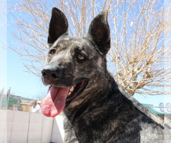Medium Photo #11 Holland Shepherd Puppy For Sale in Apple Valley, CA, USA