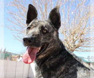 Cleo-Patra-got long term Foster! - Female Holland Shepherd Dog for Adoption - Photo #11