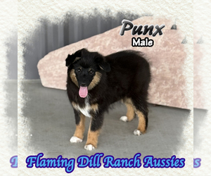 Miniature Australian Shepherd Puppy for sale in FORESTBURG, TX, USA