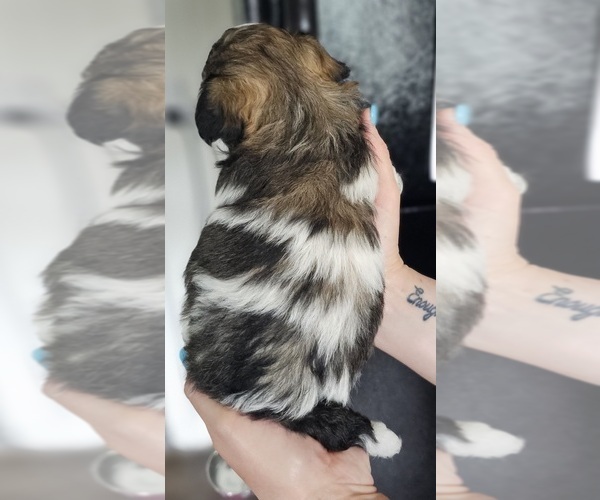 Medium Photo #4 Zuchon Puppy For Sale in MANSFIELD, OH, USA