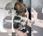 Small Photo #12 Zuchon Puppy For Sale in MANSFIELD, OH, USA