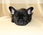 Small Photo #3 French Bulldog Puppy For Sale in LONGWOOD, FL, USA