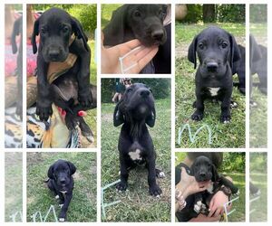 Great Dane Puppy for sale in THREE RIVERS, MI, USA