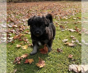 German Shepherd Dog Puppy for sale in VOLANT, PA, USA