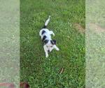 Small #3 Dachshund