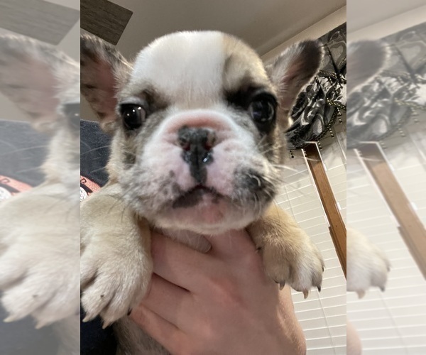 Medium Photo #9 French Bulldog Puppy For Sale in HOPE MILLS, NC, USA