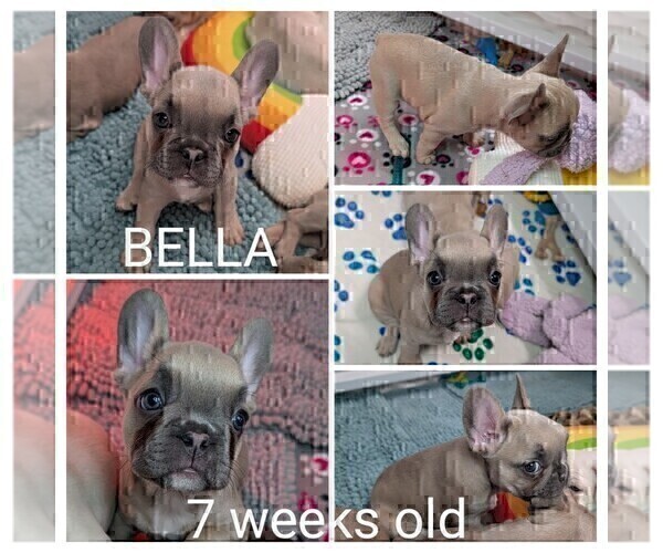 Medium Photo #18 French Bulldog Puppy For Sale in MCKINLEYVILLE, CA, USA