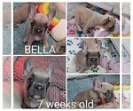 Small Photo #18 French Bulldog Puppy For Sale in MCKINLEYVILLE, CA, USA