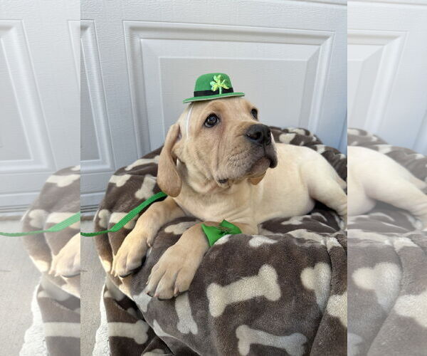 Medium Photo #6 Mutt Puppy For Sale in Goodyear, AZ, USA