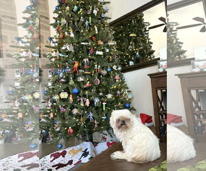 Shih Tzu-Unknown Mix Dogs for adoption in Boonton, NJ, USA