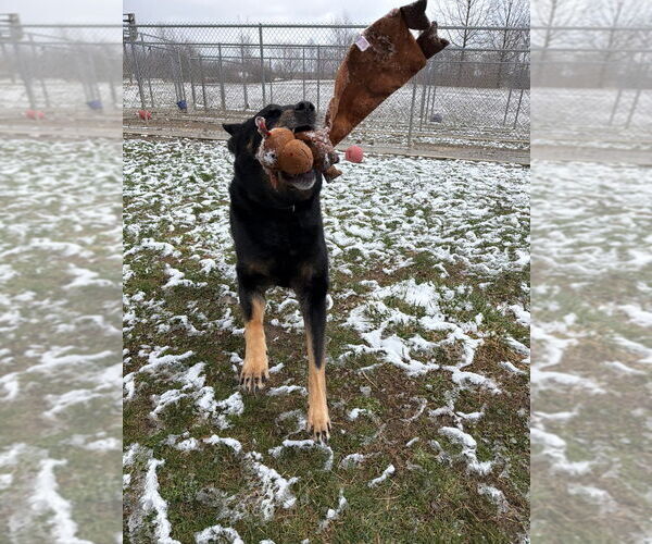 Medium Photo #2 Mutt Puppy For Sale in Pierceton , IN, USA