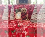 Small Photo #5 Poodle (Standard) Puppy For Sale in LUTZ, FL, USA