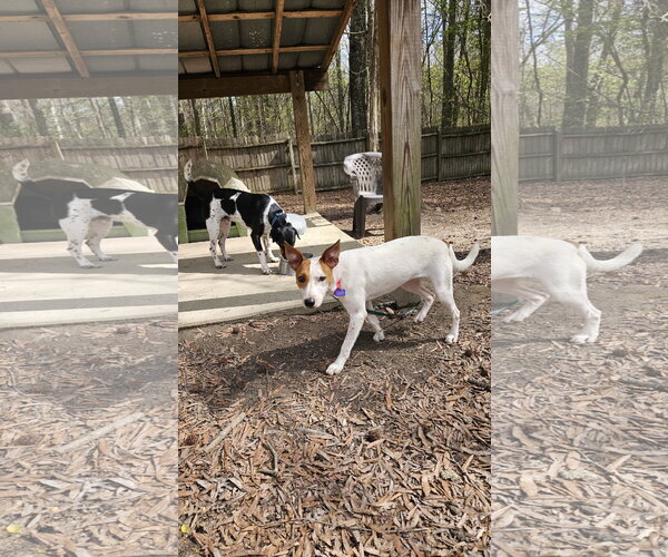 Medium Photo #5 - Mix Puppy For Sale in Thomasville, NC, USA