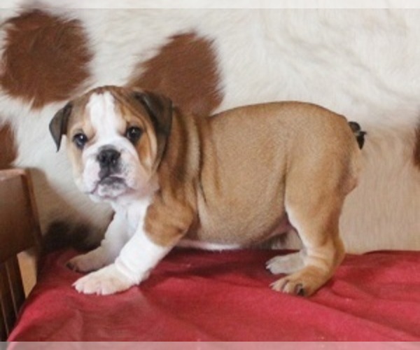 Medium Photo #3 English Bulldog Puppy For Sale in MARSHFIELD, MO, USA