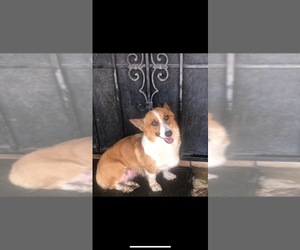 Mother of the Pembroke Welsh Corgi puppies born on 09/27/2025