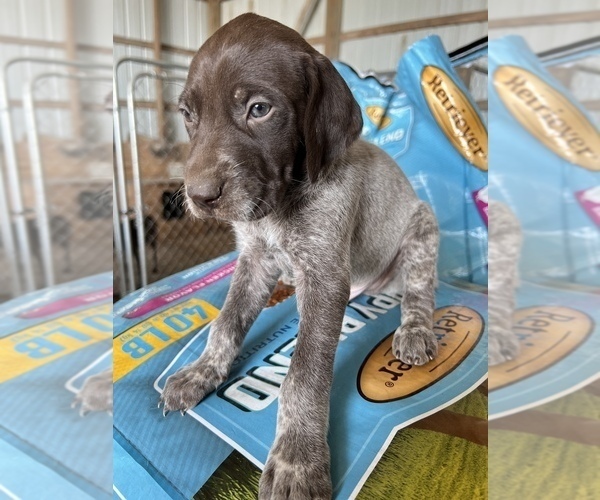Medium Photo #2 German Shorthaired Pointer Puppy For Sale in WARSAW, NC, USA