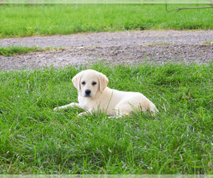 Labrador Retriever Puppy for sale in SYRACUSE, IN, USA