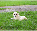 Image preview for Ad Listing. Nickname: Suki