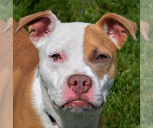 American Staffordshire Terrier-Boxer Mix Dogs for adoption in Huntley, IL, USA