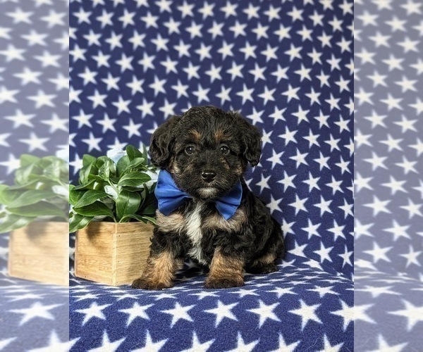 Medium Photo #1 Poocan Puppy For Sale in NEW HOLLAND, PA, USA