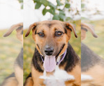 Small #9 Beagle-Collie Mix