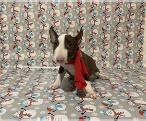 Bull Terrier Puppy for sale in BIRMINGHAM, AL, USA
