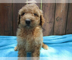 Poodle (Standard) Puppy for sale in FARLEN, IN, USA