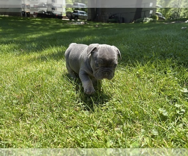 Medium Photo #7 French Bulldog Puppy For Sale in MANCHESTER, MI, USA