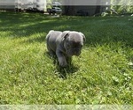 Small #6 French Bulldog