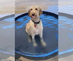 Small #10 Goldendoodle