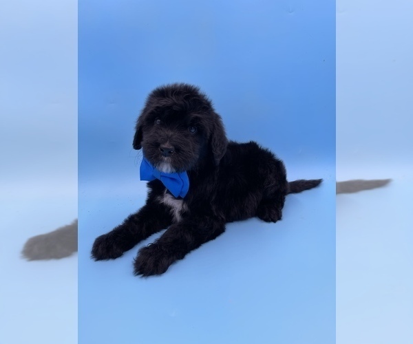 Medium Photo #1 Sheepadoodle Puppy For Sale in DENISON, TX, USA