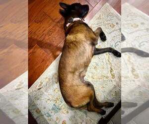 Texas Legends Janis - Located in TX - Female Mutt Dog for Adoption - Photo #7
