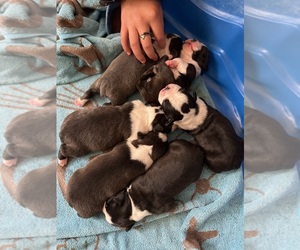 Boston Terrier Puppy for sale in CONYERS, GA, USA