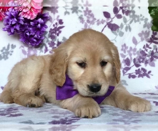 Medium Photo #3 Golden Retriever Puppy For Sale in CLAY, PA, USA