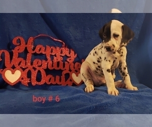 Dalmatian Puppy for sale in MC EWEN, TN, USA