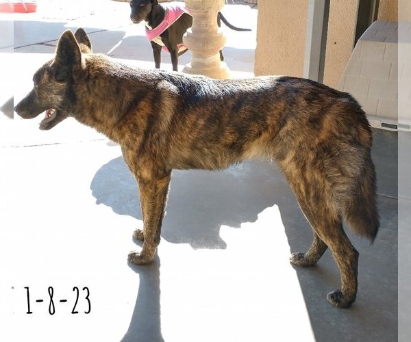 Medium Photo #3 Border Collie-Unknown Mix Puppy For Sale in Apple Valley, CA, USA