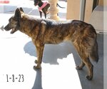 Small #2 Border Collie Mix