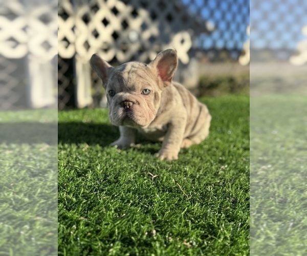 Medium Photo #3 French Bulldog Puppy For Sale in DENVER, CO, USA