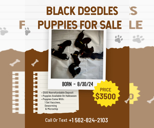 Golden Mountain Doodle  Puppy for Sale in BREA, California USA