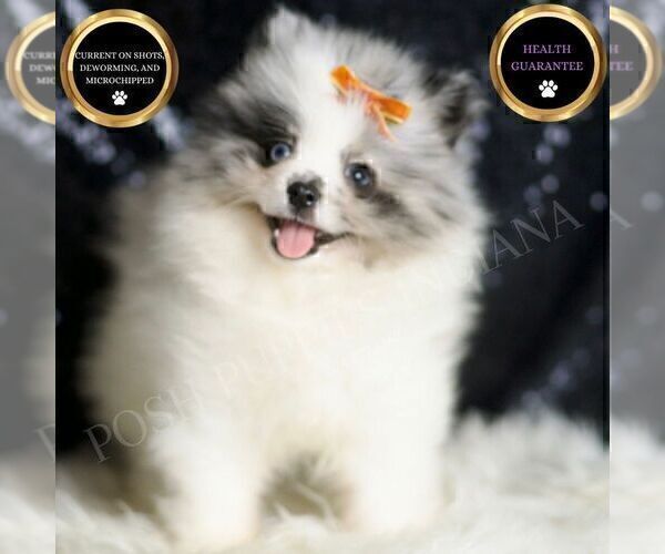 Medium Photo #1 Pomeranian Puppy For Sale in WARSAW, IN, USA
