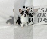 Small #1 Pembroke Welsh Corgi